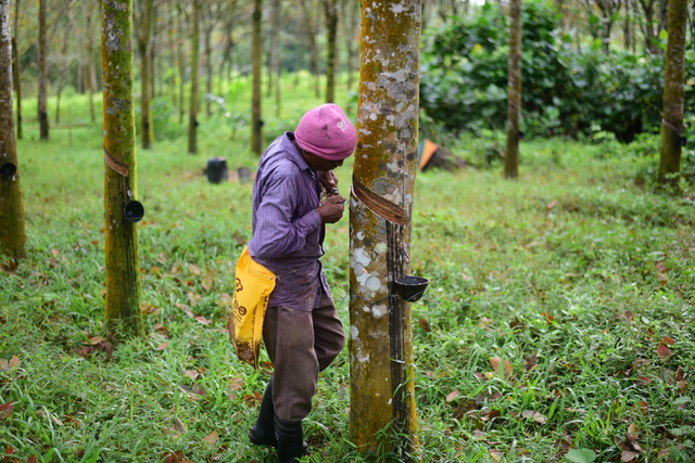 Man collection liquid rubber from a tree in Sri Lanka