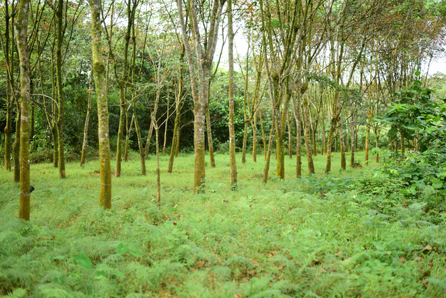 Rubber tree field in Sri Lanka