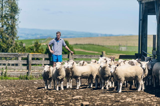 Sheep in New Zealand