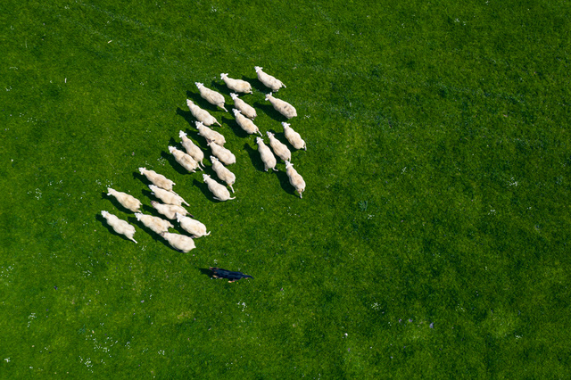 Aerial photo of a flock of sheep and a dog sheparding